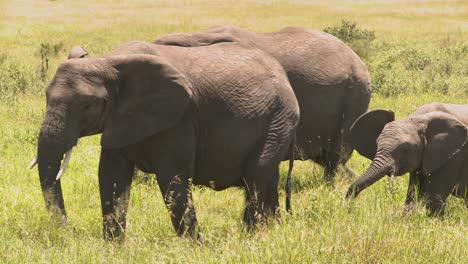 Elefantes-Y-Bebés-Caminan-Por-La-Sabana-Africana