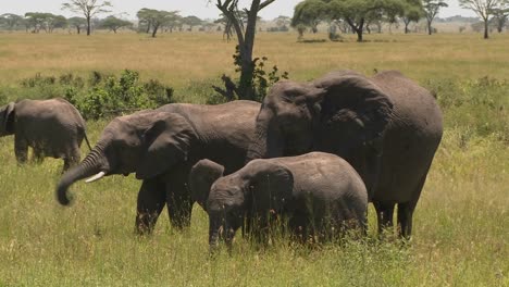 Eine-Gruppe-Von-Drei-Elefanten-Grasen-Auf-Den-Ebenen-Der-Serengeti