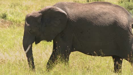 Ein-Einsamer-Elefant-Steht-Im-Gelben-Gras-Auf-Den-Ebenen-Der-Serenegeti-Afrikas