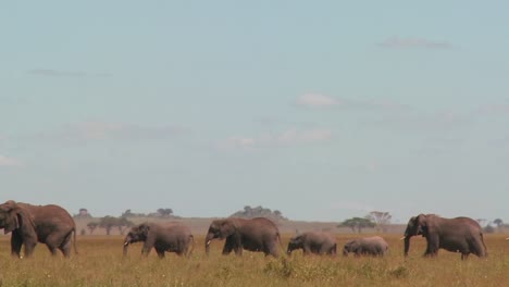 Eine-Spektakuläre-Aufnahme-Von-Elefanten,-Die-In-Der-Serengeti-.-Durch-Die-Afrikanischen-Ebenen-Wandern