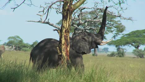 Ein-Elefant-Greift-Mit-Seinem-Rüssel-In-Die-Bäume