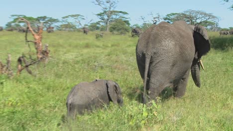 Eine-Elefantenmutter-Und-Ihr-Baby-Laufen-Durch-Das-Gras-Der-Serengeti-Ebenen-In-Afrika