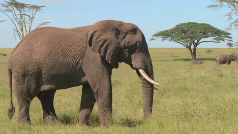 Un-Elefante-Se-Relaja-En-Las-Llanuras-Africanas-Del-Serengeti