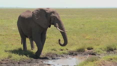 Ein-Elefant-Trinkt-Aus-Einer-Wasserstelle-In-Der-Serengeti-Ebene