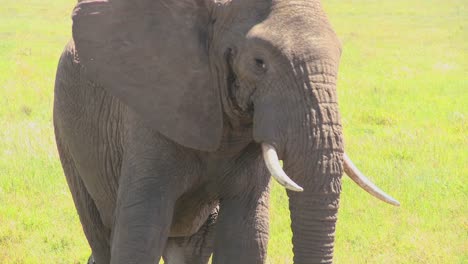 Ein-Gut-Aussehender-Elefant-Schaut-Aus-Der-Ferne-In-Die-Kamera