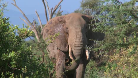 Ein-Wütender-Afrikanischer-Elefant-Verhält-Sich-Drohend,-Als-Wollte-Er-Angreifen
