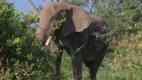 Ein-Wütender-Afrikanischer-Elefant-Verhält-Sich-Drohend,-Als-Wollte-Er-Angreifen