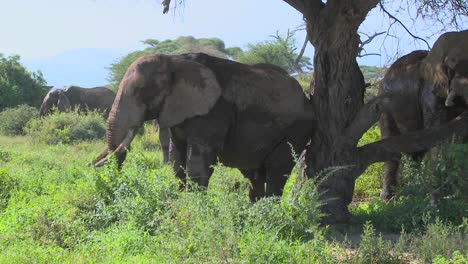 Riesige-Afrikanische-Elefanten-Benutzen-Einen-Einheimischen-Baum,-Um-Sich-Den-Juckreiz-Zu-Kratzen-1