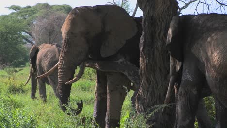 Riesige-Afrikanische-Elefanten-Benutzen-Einen-Einheimischen-Baum,-Um-Ihren-Juckreiz-Zu-Kratzen-2