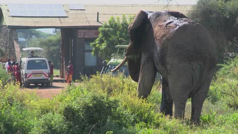 Un-Enorme-Elefante-Africano-Posa-En-La-Puerta-De-Entrada-Al-Parque-Nacional-Amboceli-En-Tanzania-1