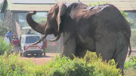 Un-Enorme-Elefante-Africano-Posa-En-La-Puerta-De-Entrada-Al-Parque-Nacional-Amboceli-En-Tanzania-2