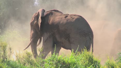 Ein-Riesiger-Afrikanischer-Elefant-Gibt-Sich-In-Dieser-Bemerkenswerten-Aufnahme-Ein-Staubbad-1