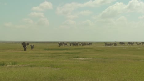 Eine-Große-Herde-Afrikanischer-Elefanten-Wandert-Durch-Den-Amboceli-Nationalpark-In-Tansania