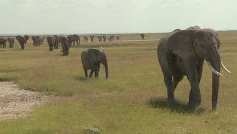 Una-Gran-Manada-De-Elefantes-Africanos-Migran-A-Través-Del-Parque-Nacional-Amboceli-En-Tanzania-2