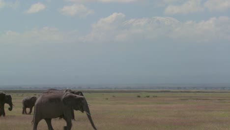 Eine-Große-Herde-Afrikanischer-Elefanten-Wandert-Durch-Den-Amboceli-Nationalpark-In-Tansania-3