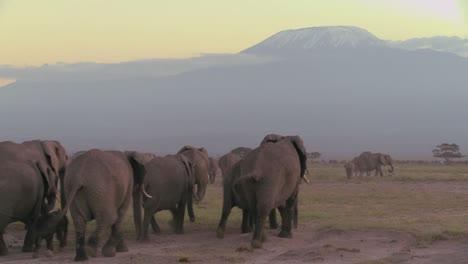 Una-Gran-Manada-De-Elefantes-Africanos-Migran-A-Través-Del-Parque-Nacional-Amboceli-En-Tanzania-4