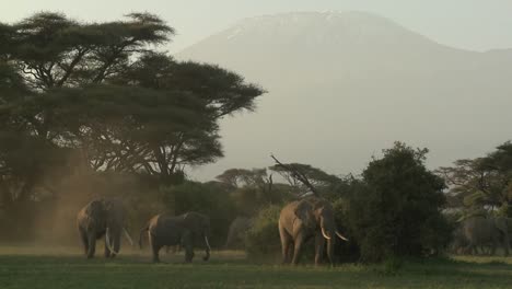 Große-Herden-Afrikanischer-Elefanten-Wandern-In-Der-Nähe-Des-Kilimanjaro-Im-Amboceli-Nationalpark-In-Tansania