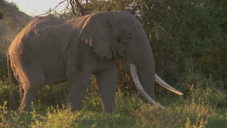 Große-Herden-Afrikanischer-Elefanten-Wandern-In-Der-Nähe-Des-Kilimanjaro-Im-Amboceli-Nationalpark-Tansania-1ania