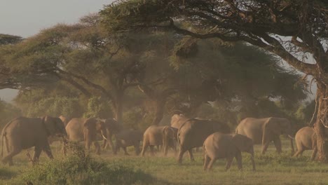 Große-Herden-Afrikanischer-Elefanten-Wandern-In-Der-Nähe-Des-Kilimanjaro-Im-Amboceli-Nationalpark-Tansania-3ania