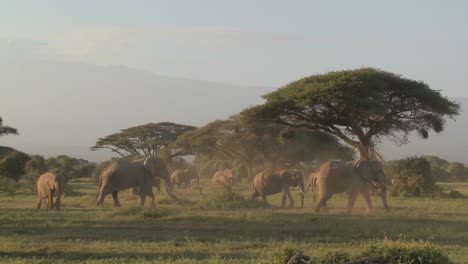 Große-Herden-Afrikanischer-Elefanten-Wandern-In-Der-Nähe-Des-Mt.-Kilimanjaro-Im-Amboceli-Nationalpark-Tansania-4
