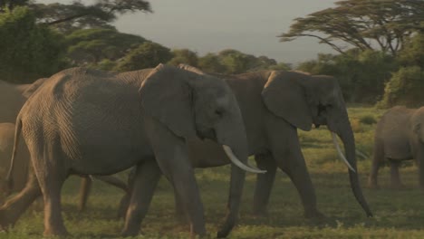 Große-Herden-Afrikanischer-Elefanten-Wandern-In-Der-Nähe-Des-Mt.-Kilimanjaro-Im-Amboceli-Nationalpark-Tansania-5