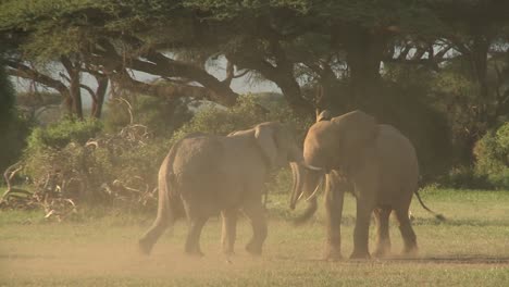 Elefanten-Bekämpfen-Sich-In-Den-Ebenen-Afrikas-1