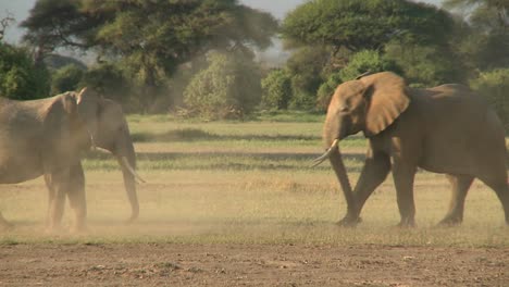 Los-Elefantes-Luchan-Entre-Sí-En-Las-Llanuras-De-áfrica-3