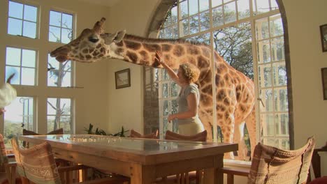 Giraffes-stick-their-heads-into-the-windows-of-an-old-mansion-in-Africa-and-eat-off-the-dining-room-table