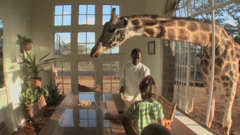 A-giraffe-sticks-its-head-through-the-window-of-a-mansion-to-get-a-free-meal