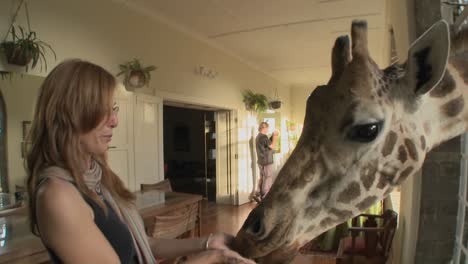 Giraffes-stick-their-heads-into-the-windows-of-an-old-mansion-in-Africa-and-eat-off-the-dining-room-table-7