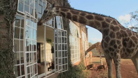 Giraffen-Stecken-Ihre-Köpfe-In-Die-Fenster-Eines-Alten-Herrenhauses-In-Afrika-Und-Essen-Vom-Esstisch-8