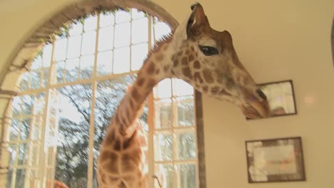 Giraffen-Stecken-Ihre-Köpfe-In-Die-Fenster-Eines-Alten-Herrenhauses-In-Afrika-Und-Essen-Vom-Esstisch-14