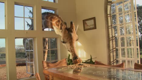 Giraffes-stick-their-heads-into-the-windows-of-an-old-mansion-in-Africa-and-eat-off-the-dining-room-table-15
