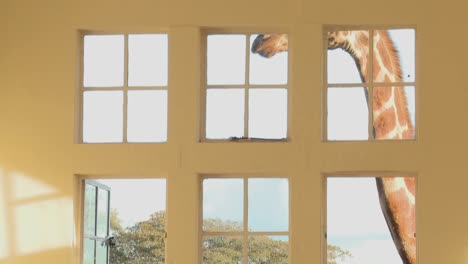 Giraffen-Stecken-Ihre-Köpfe-In-Die-Fenster-Eines-Alten-Herrenhauses-In-Afrika-Und-Essen-Vom-Esstisch-17