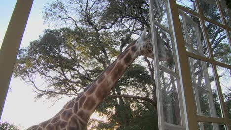 Giraffen-Tummeln-Sich-Vor-Einem-Alten-Herrenhaus-In-Kenia
