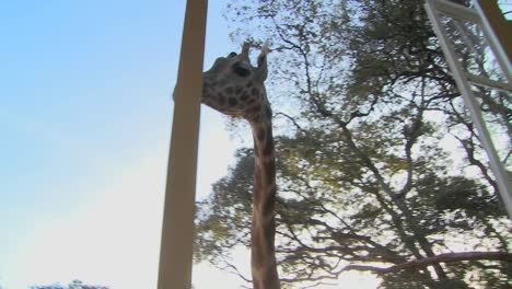 Giraffen-Tummeln-Sich-Vor-Einem-Alten-Herrenhaus-In-Kenia-1