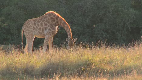 A-giraffe-grazes-in-golden-grass-on-the-African-savannah