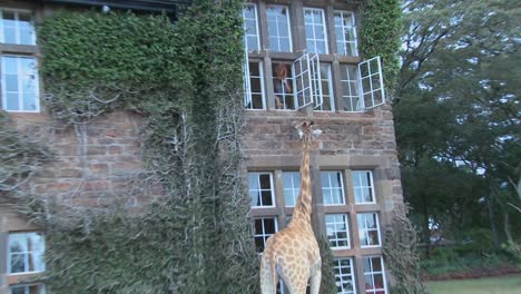 Giraffen-Tummeln-Sich-Vor-Einem-Alten-Herrenhaus-In-Kenia-4