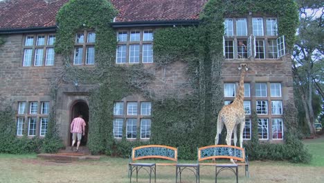 Giraffen-Tummeln-Sich-Vor-Einem-Alten-Herrenhaus-In-Kenia-5