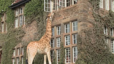 Giraffen-Tummeln-Sich-Vor-Einem-Alten-Herrenhaus-In-Kenia-12