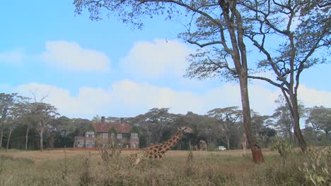 Giraffen-Tummeln-Sich-Vor-Einem-Alten-Herrenhaus-In-Kenia-16