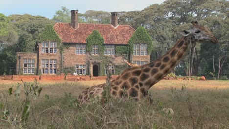 Giraffen-Tummeln-Sich-Vor-Einem-Alten-Herrenhaus-In-Kenia-17
