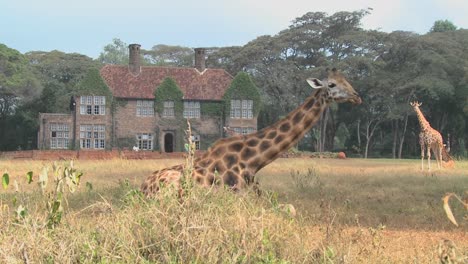 Giraffen-Tummeln-Sich-Vor-Einem-Alten-Herrenhaus-In-Kenia-18