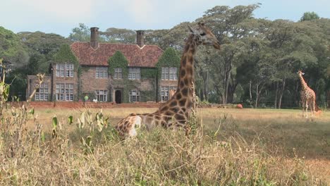 Giraffen-Tummeln-Sich-Vor-Einem-Alten-Herrenhaus-In-Kenia-19