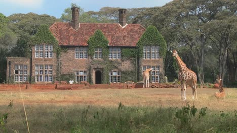 Giraffen-Tummeln-Sich-Vor-Einem-Alten-Herrenhaus-In-Kenia-21
