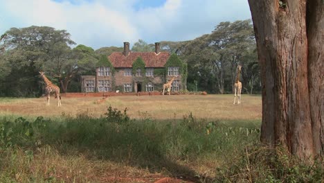 Giraffen-Mahlen-Vor-Einem-Alten-Herrenhaus-In-Kenia