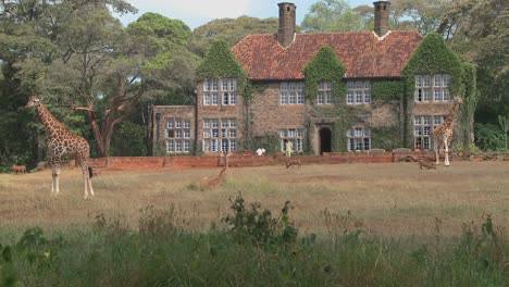 Giraffes-mill-around-outside-an-old-mansion-in-Kenya-23