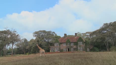 Giraffen-Tummeln-Sich-Vor-Einem-Alten-Herrenhaus-In-Kenia-25