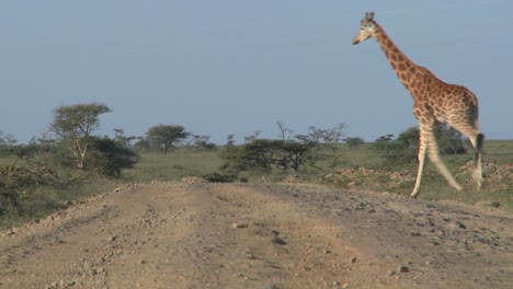 Afrikanische-Giraffen-überqueren-Die-Straße