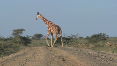 Zwei-Afrikanische-Giraffen-überqueren-Die-Straße